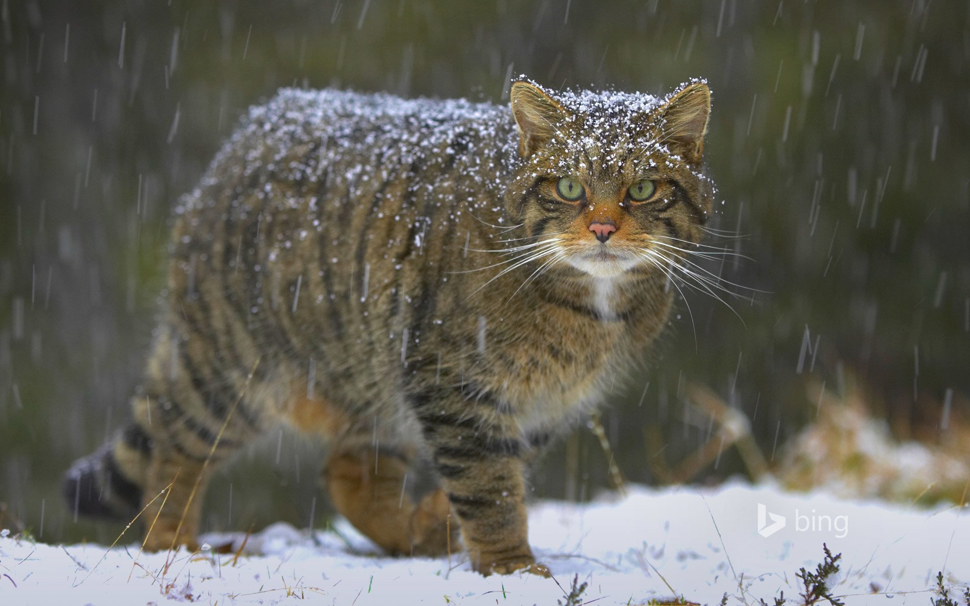 Image result for european wildcat
