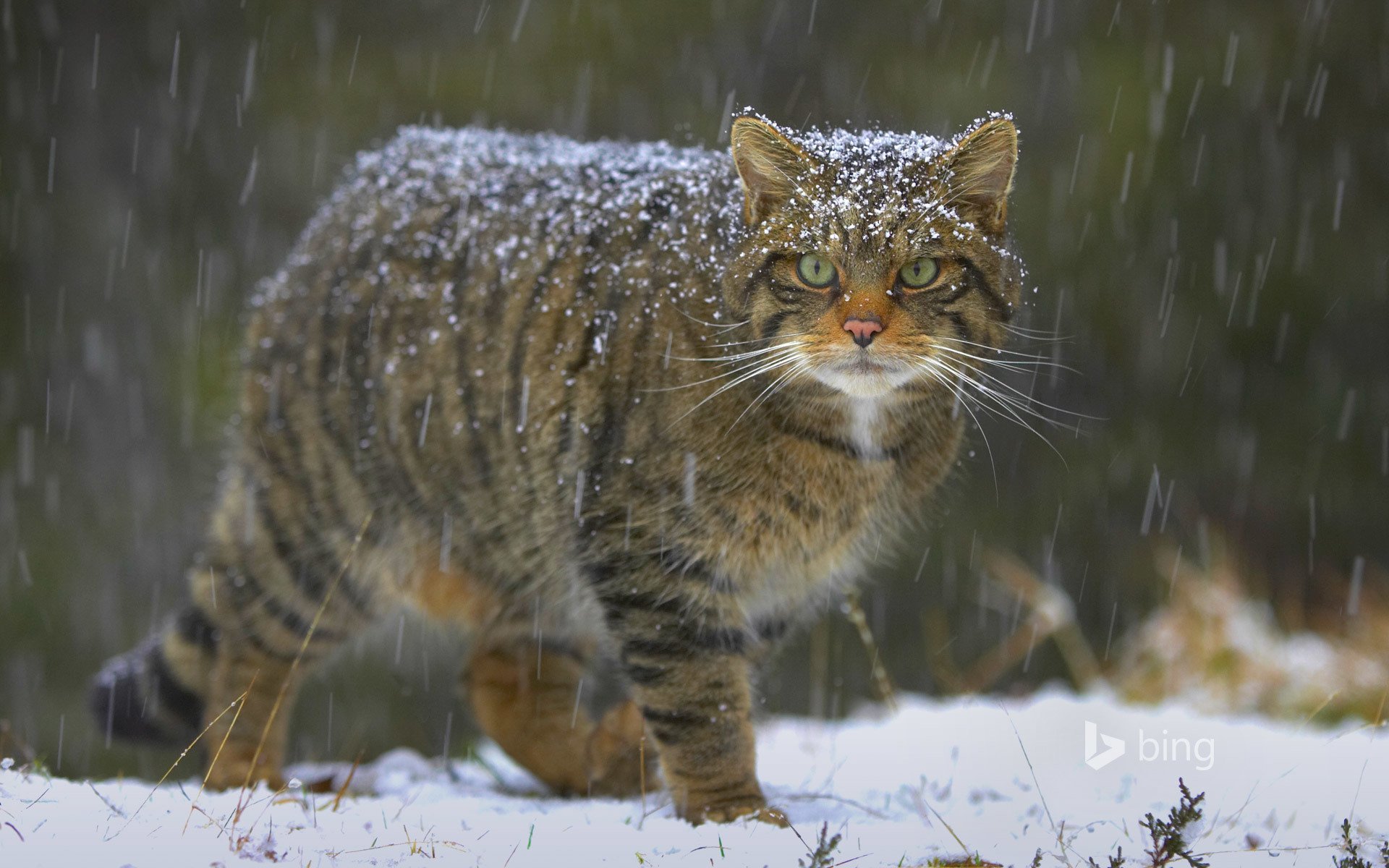 Suzy s Animals Of The World Blog THE EUROPEAN WILDCATS