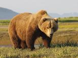 1-a-brown-grizzly-bear-ursus-arctos-deb-garside.jpg